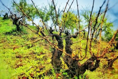 Descubre el vino y los pueblos únicos de la Sierra de Salamanca. Descubre el vino y los pueblos únicos de la Sierra de Salamanca.