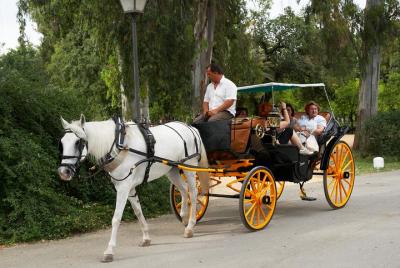Tour privado: paseo en carruaje tirado por caballos por Sevilla Tour privado: paseo en carruaje tirado por caballos por Sevilla