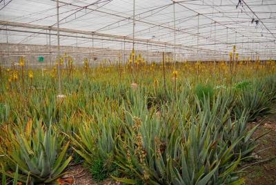 Skip the Line: Aloe Park Tenerife Ticket  Skip the Line: Aloe Park Tenerife Ticket