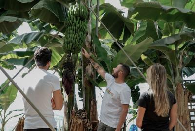Visita a Finca de Cultivo de Plátanos en Santa Cruz de Tenerife Visita a Finca de Cultivo de Plátanos en Santa Cruz de Tenerife