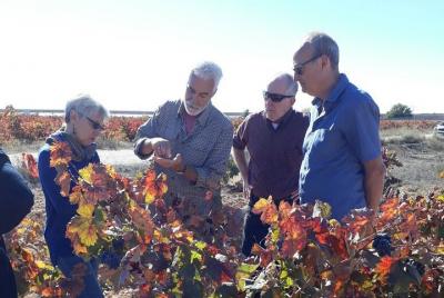 Tour privado de vinos y bodegas por la mañana y degustación desde Tour privado de vinos y bodegas por la mañana y degustación desde