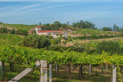 Ruta del vino privada por los senderos del Albariño / Excursión p Ruta del vino privada por los senderos del Albariño / Excursión p