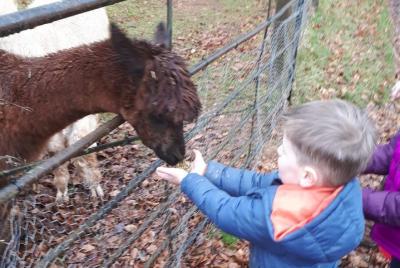 La experiencia de la granja es caminar alpaca