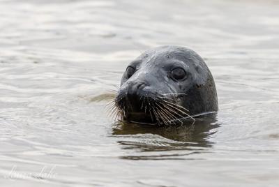 Observación de focas de Scroby Sands