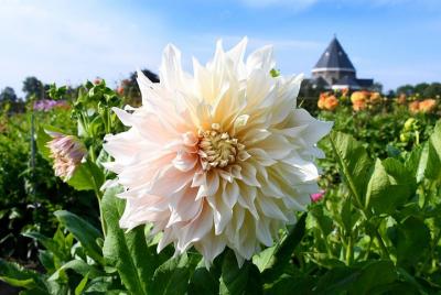 Conduce tu mismo el tour de audio con GPS de Dahlia Flower Fields