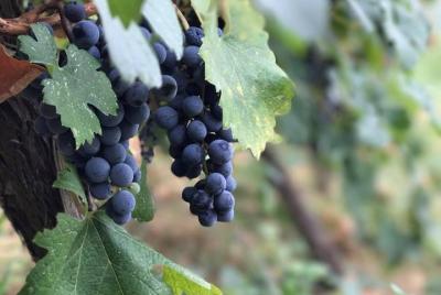 Tour por la ciudad de Berat y vino y comida Malinat por Berat Cit