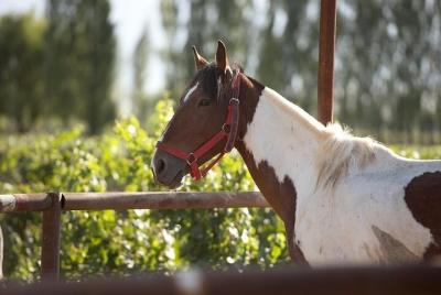 Cabalgata al Atardecer