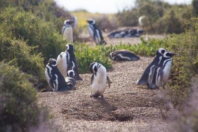 Punta Tombo Tour, la experiencia del pingüino Punta Tombo Tour, la experiencia del pingüino