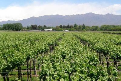 Ruta sur del vino Ruta sur del vino
