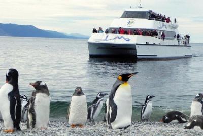 Navegacion Canal Beagle Pinguinera 