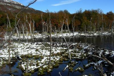 Parque Nacional Tierra del Fuego para pasajeros de cruceros con e