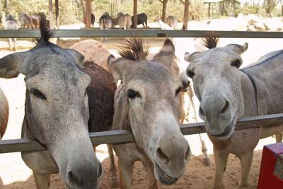 Recorrido de medio día en la reserva natural de Aruba