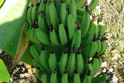 Mamma Gal experiencia nativa