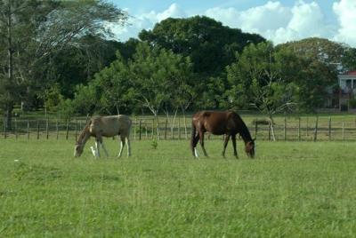 Recorrido a caballo por el campo desde la ciudad de Belice Recorrido a caballo por el campo desde la ciudad de Belice