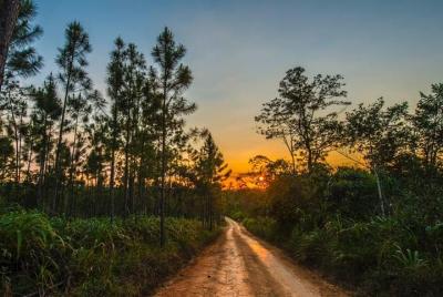 Excursión a Mountain Pine Ridge