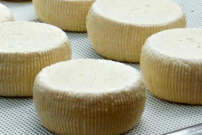 Degustación de queso en las cuevas de Ian Anderson Branch Jungle 