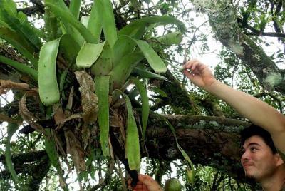 Paseo guiado por el jardín botánico de las cuevas de Ian Anderson