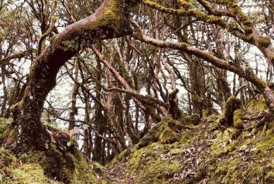 Senderismo en Bután: Caminata por el bosque de cicuta y rododendr