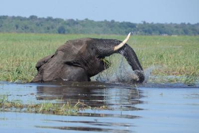 Crucero del juego del río Chobe