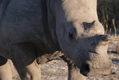 Excursión de un día a Moremi (día completo)