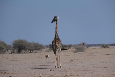 Excursión de un día a Nxai Pan (día completo)