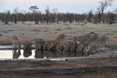 Lo mejor de 9 días en el norte de Botswana y las cataratas Victor
