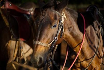 Paseos a caballo en el Recanto Do Peao