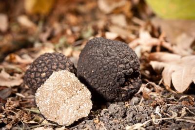 Excursión de un día a Motovun mágico con degustación de trufas Excursión de un día a Motovun mágico con degustación de trufas