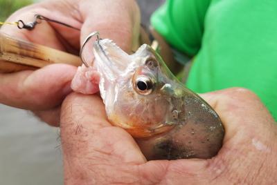 Pesca de pirañas y avistamiento de caimanes en el río Solimoes Pesca de pirañas y avistamiento de caimanes en el río Solimoes