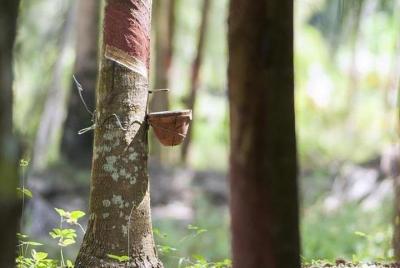 Museo del Caucho de Manaus Museo del Caucho de Manaus