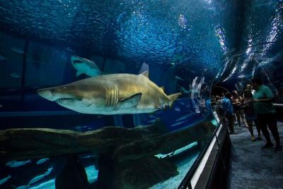 Museo del Mañana, AquaRio y Olympic Boulevard en Río de Janeiro