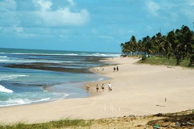 Excursión de un día a la playa de Praia Do Forte y Guarajuba