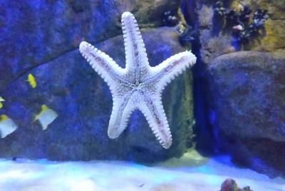 AquaRio + Olympic Boulevard + Transporte