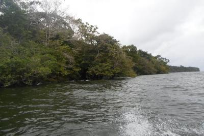 Experiencia de pasar una noche en la selva amazónica
