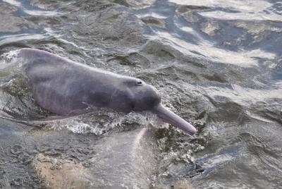 El viaje de vida salvaje de Gil Serique