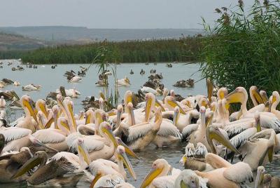 Excursión de aves, naturaleza y vino desde Nessebar o Bourgas. Excursión de aves, naturaleza y vino desde Nessebar o Bourgas.