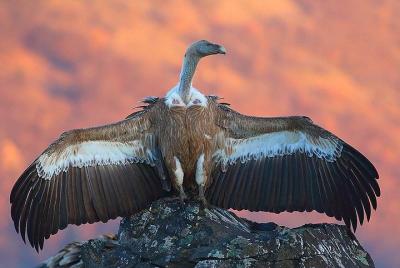 Viaje de observación de aves de dos días: Rhodopes del Este y Sak