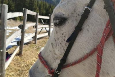 Montar a caballo en el valle de las rosas en espíritu tracio Montar a caballo en el valle de las rosas en espíritu tracio
