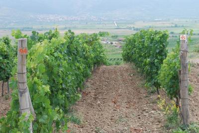 Tour de vinos de medio día en bodegas familiares