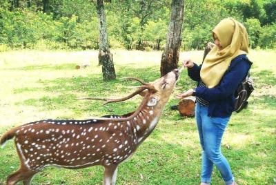 Tour privado a la ciudad de Bogor