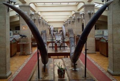 Los museos secretos de Sofía Los museos secretos de Sofía