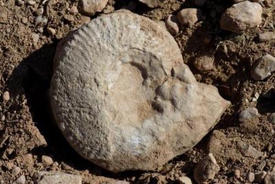 Excursión de un día desde Sofía: Un paseo por el mar Jurásico
