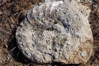 Desde Sofía: Paseo por el mar Jurásico.