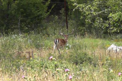 The Wild Calls - Jeep Safari único