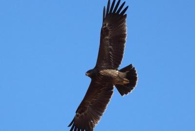 Tour de observación de aves y patrimonio cultural de Varna.