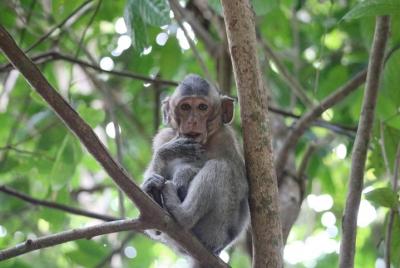 Caminata guiada por el Parque Nacional Kep, por Knai Bang Chatt