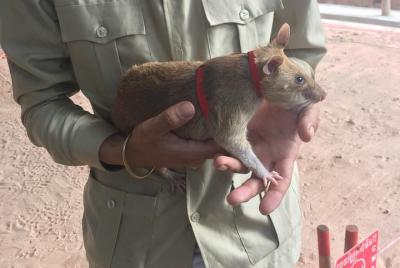 Tour privado: HERO Rats & Angkor National Museum