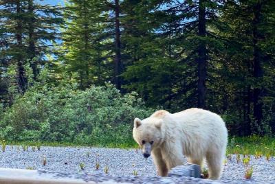 Safari al atardecer en Banff