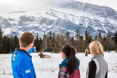 Tour de invierno: Banff y su vida silvestre