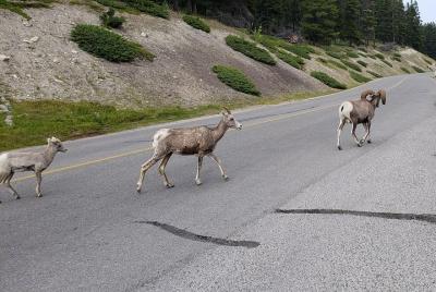 Excursión al Parque Nacional Banff con un grupo pequeño